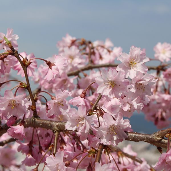 戸倉宿キティパークの桜6の写真