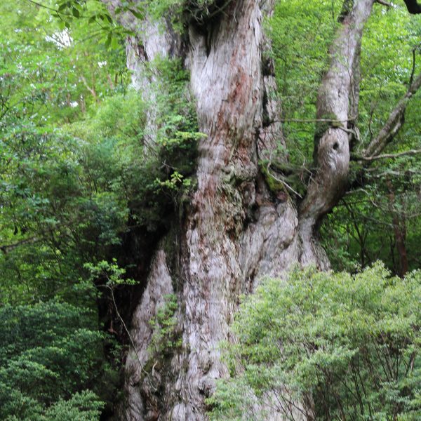 屋久島の縄文杉5の写真