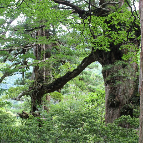 屋久島の夫婦杉2の写真